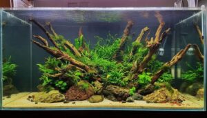 Top các loại cây thủy sinh dễ trồng, dễ chăm sóc trang trí không gian xanh cho tổ ấm của bạn