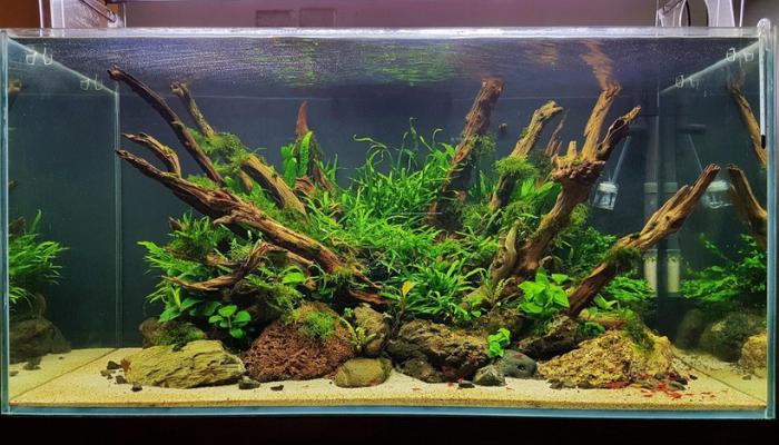 Top các loại cây thủy sinh dễ trồng, dễ chăm sóc trang trí không gian xanh cho tổ ấm của bạn