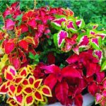 Cây tía tô cảnh - cách trồng và chăm sóc - Chợ hoa Việt