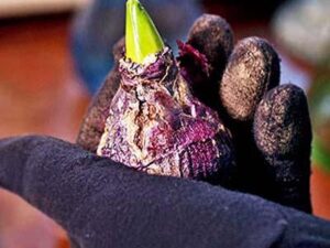 Hướng dẫn trồng hoa tiên ông từ củ đơn giản tại nhà