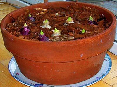 Trồng thủy canh cây Tiên Ông