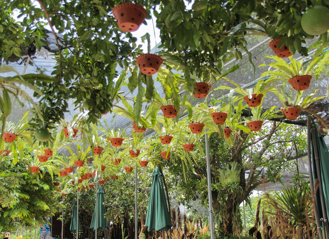 cây tổ quạ