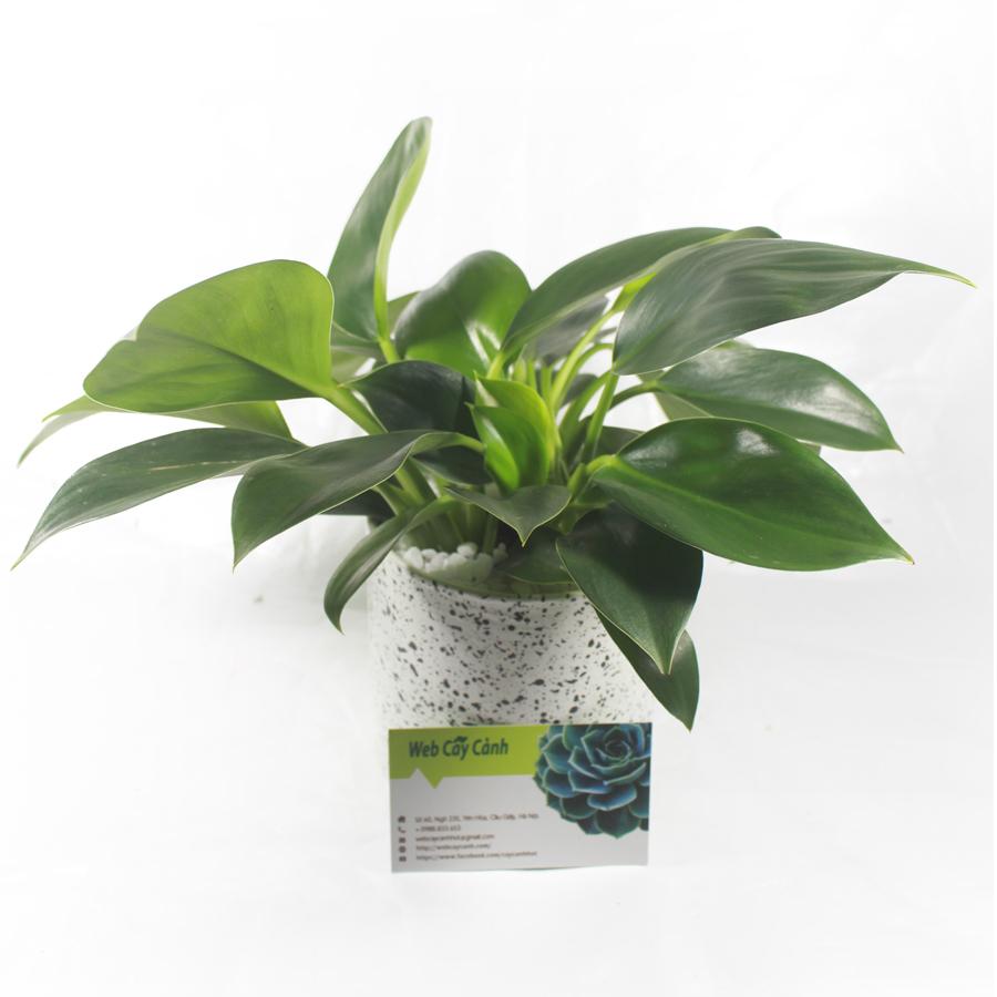 Cây Trầu Bà Đế Vương Xanh