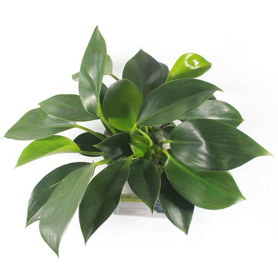 cay-trau-ba-de-vuong-xanh