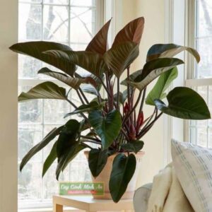 Cây Trầu Bà Đế Vương đỏ - Ý nghĩa phong thuỷ, tác dụng, cách