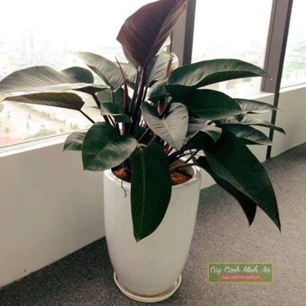 cây trầu bà đế vương đỏ