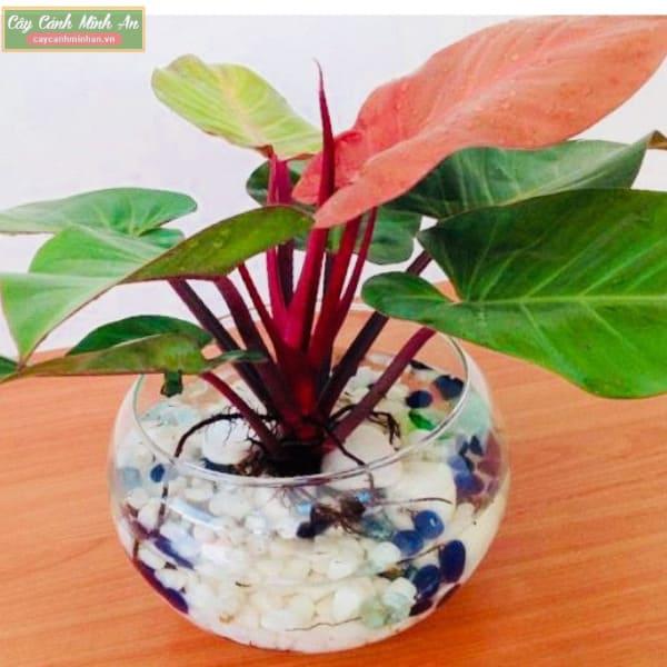 trầu bà đế vương đỏ thuỷ sinh