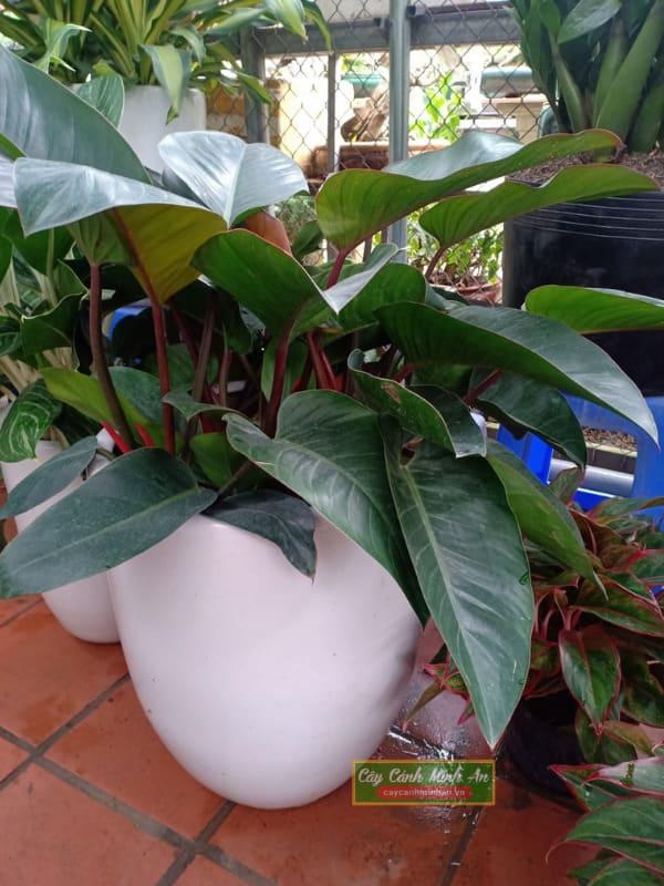 trầu bà đế vương đỏ