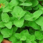 TOP 15 Cây Xanh Đuổi Muỗi Không Phải Ai Cũng Biết