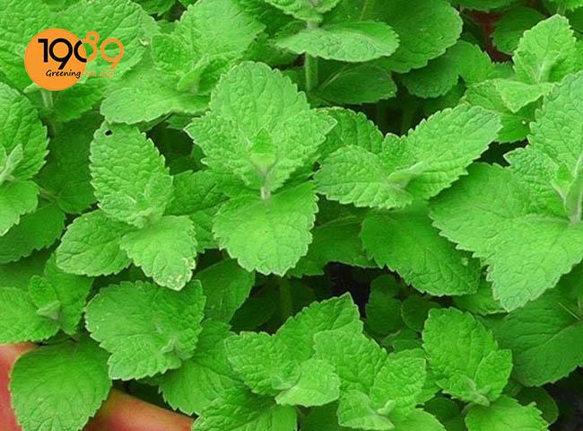 Cây bạc hà thân quen