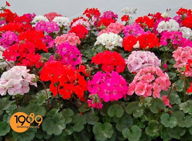 cay da yen thao cac loai cay xua duoi con trung