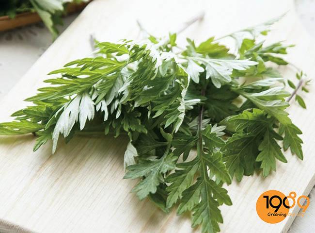 cây tỏi các loài cây đuổi muỗi