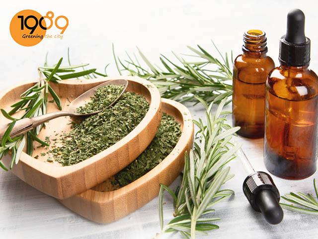 hoa ngũ sắc các loài cây xua đuổi côn trùng