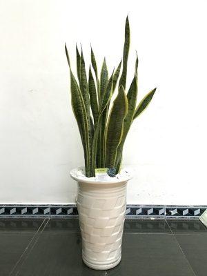 bàng singapore chậu bom