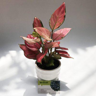 cây monstera delicisosa