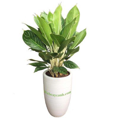 Cây dương xỉ cẩm thạch để bàn