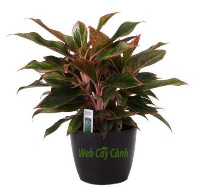 cây đa búp đỏ để bàn