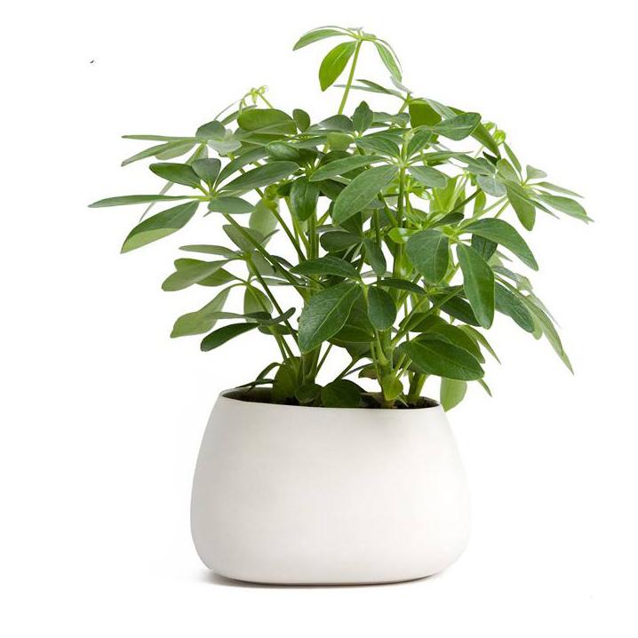 cây hoàng hậu đẹp