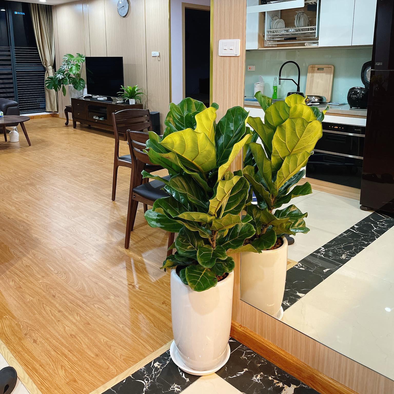 Cây Trầu Bà Lá Lỗ Để Bàn