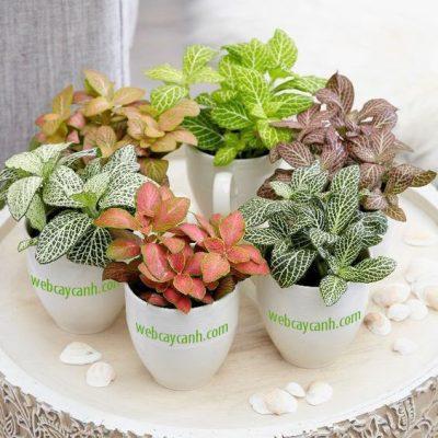 cây hồng môn trong phong thủy