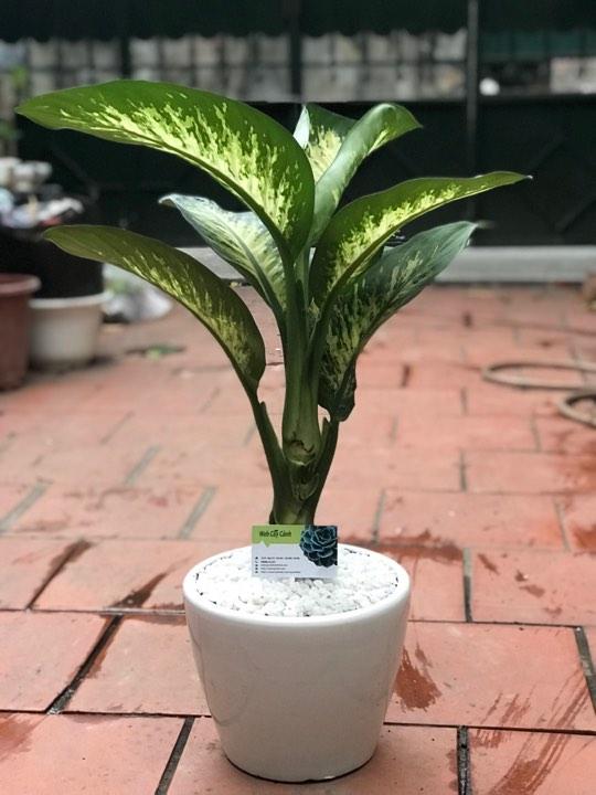 cây phát tài búp sen