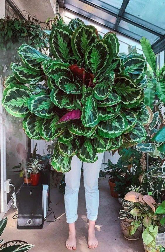 cây tróc bạc thủy sinh