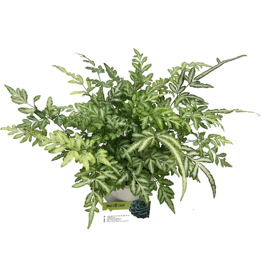 Cây Trầu Bà Sữa