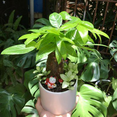 cây trầu bà cột