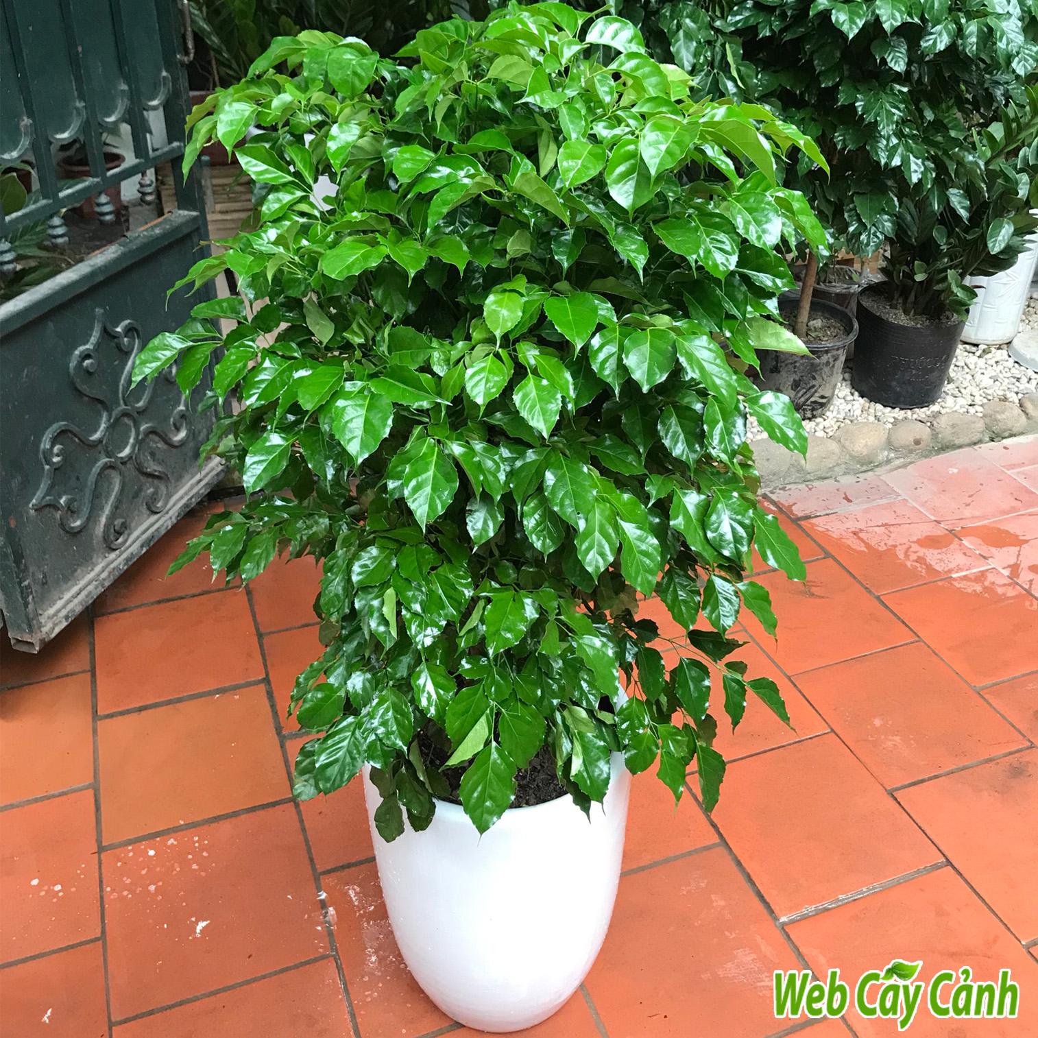 cay-phat-tai-de-ban-3