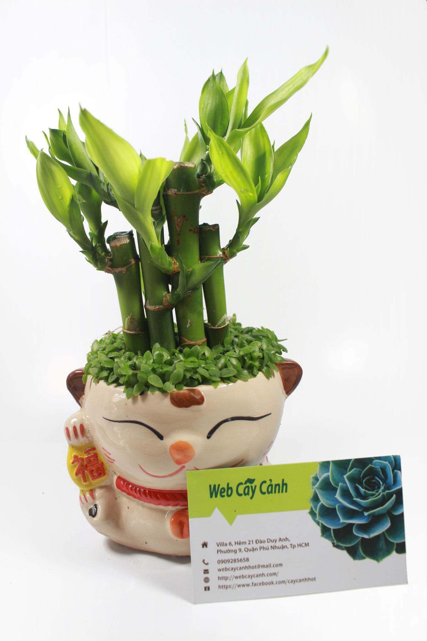 cây bạch mã hoàng tử