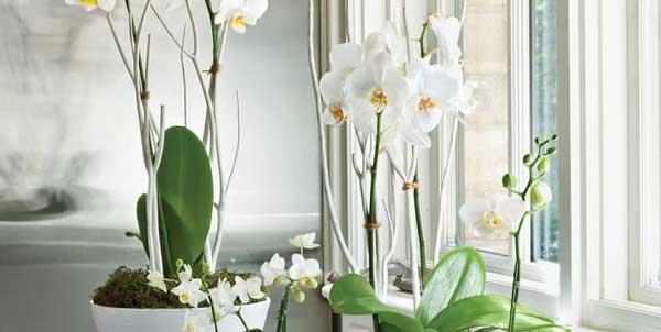 Cây lan hồ điệp 1