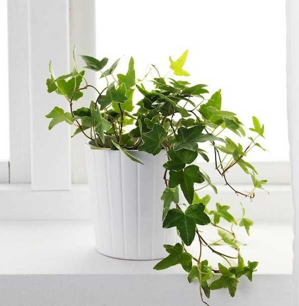 Cây thường xuân 1