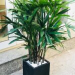 Đặc điểm và ý nghĩa phong thuỷ của cây trúc mây