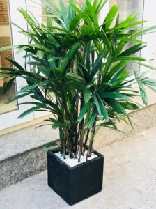 Đặc điểm và ý nghĩa phong thuỷ của cây trúc mây