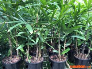 Cây Trúc Mây Hợp Mệnh Gì? Ý Nghĩa đặc Biệt Trong Phong Thủy