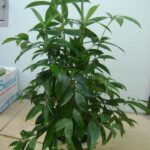 Tài nguyên thực vật