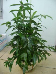 Tài nguyên thực vật