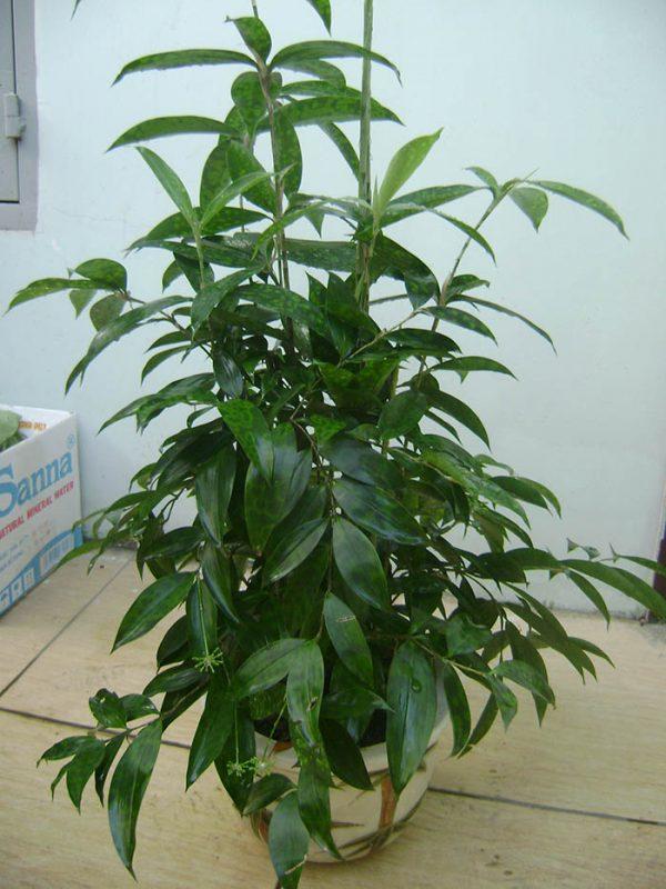 Tài nguyên thực vật