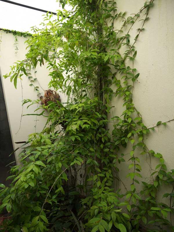 Cây Trúc Nhật hợp mệnh gì? Tại sao cây Trúc Nhật lại được ưa chuộng?