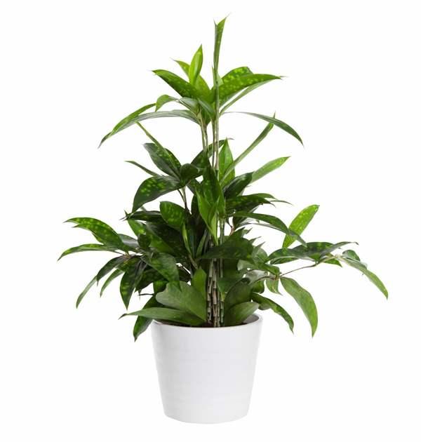 Cây Trúc Nhật hợp mệnh gì? Tại sao cây Trúc Nhật lại được ưa chuộng?