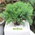 Cây Tùng Bồng Lai để bàn sức khỏe, tài lộc và giữ tiền