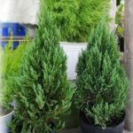 Cây Tùng Búp • Sài Gòn Hoa 2023