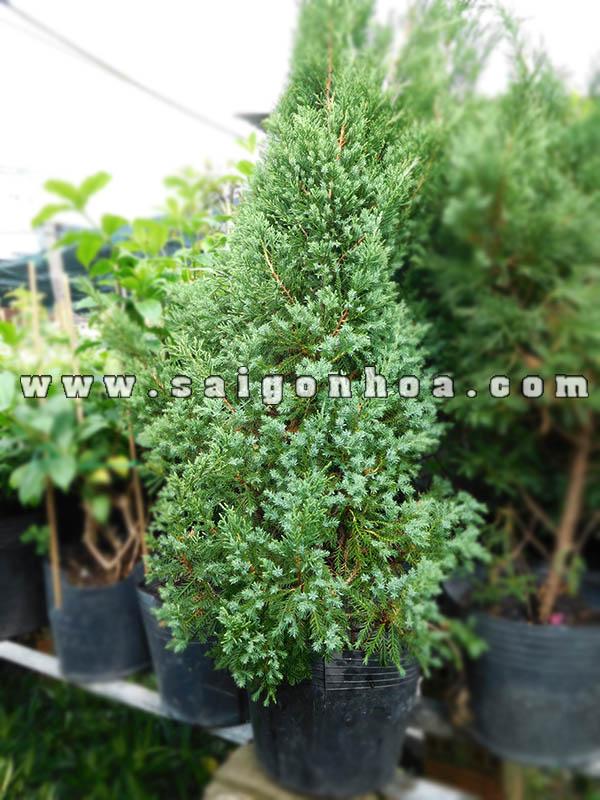 Noi Ban Cay Tung Bup