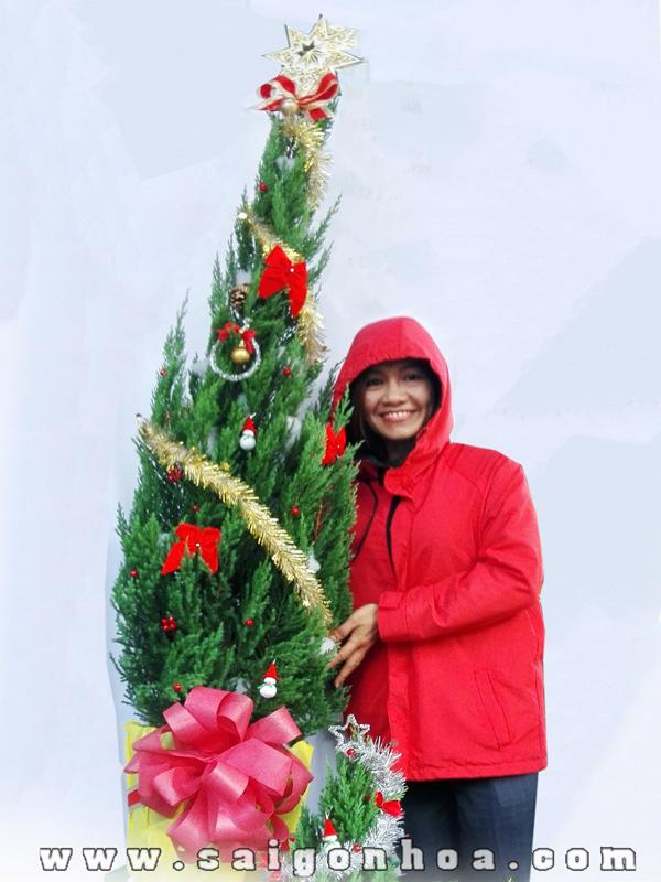 Cay Tung But Noel Loai Lon 1