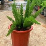 Cây tùng đuôi chồn - Có ý nghĩa đem lại sự hạnh phúc và may mắn