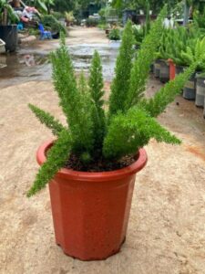 Cây tùng đuôi chồn - Có ý nghĩa đem lại sự hạnh phúc và may mắn