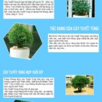 Cây Tuyết Tùng hợp mệnh gì, tuổi gì? Ý nghĩa phong thủy