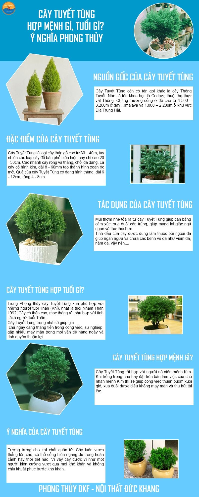 Cây Tuyết Tùng hợp mệnh gì, tuổi gì? Ý nghĩa phong thủy