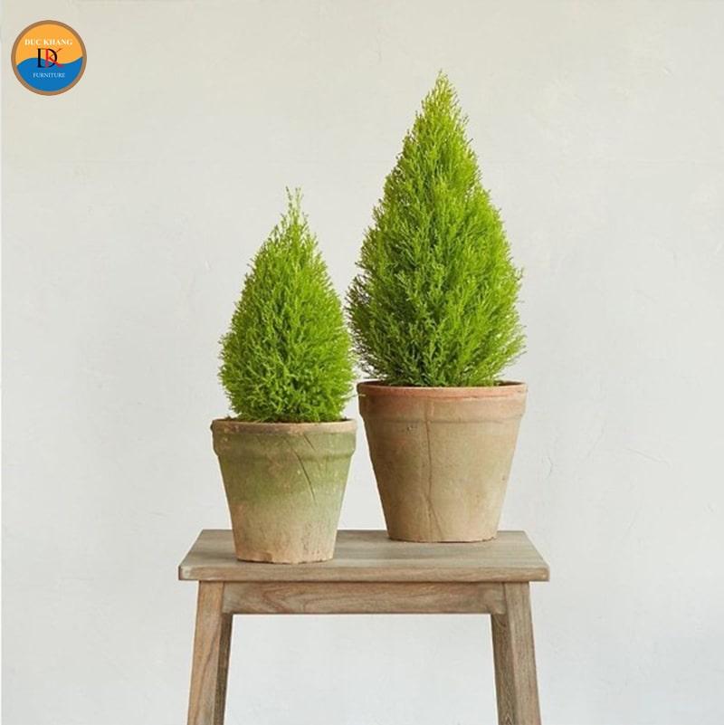 Đặc điểm của cây Tuyết Tùng