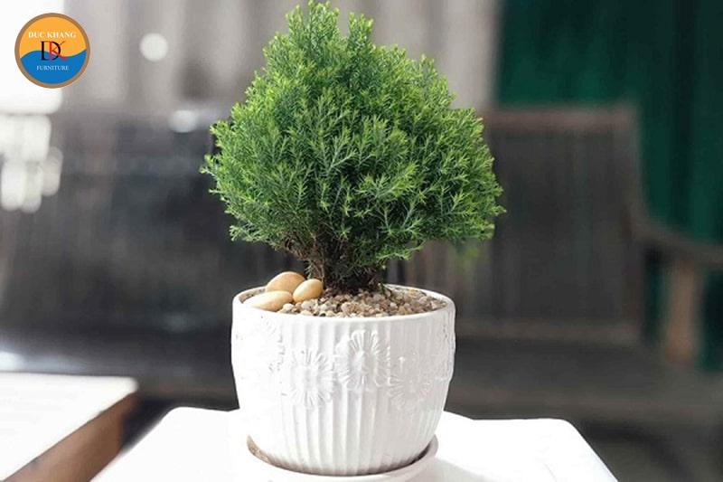 Cây Tuyết Tùng hợp tuổi nào?